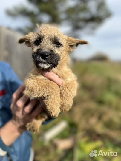 Щенки размером с кошку