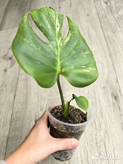 Monstera Deliciosa Ocean Mint