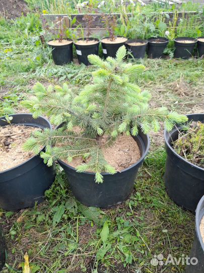 Саженцы деревьев