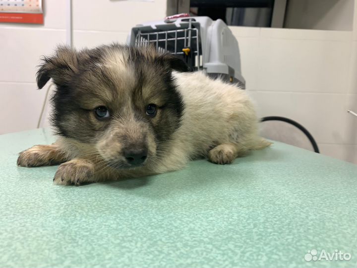 Отдам в ответственые руки