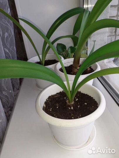 Гиппеаструм