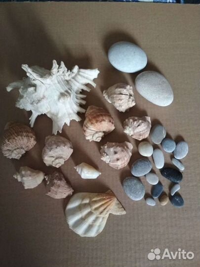 Ракушка морская