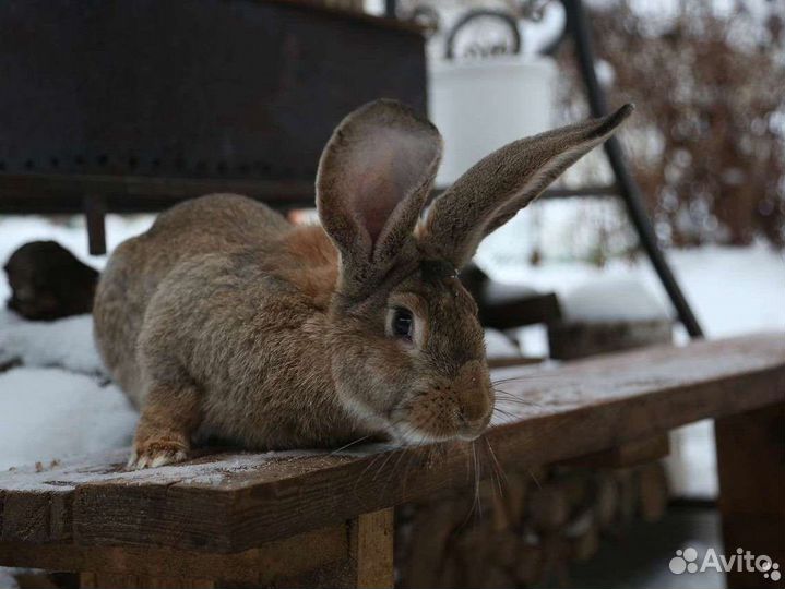 Кролик Великан
