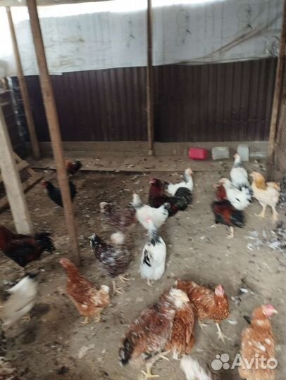 Куры Домашние и Петухи