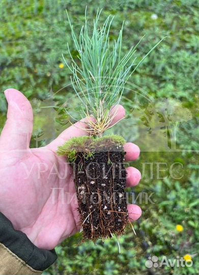 Горная сосна Мугус с зкс сеянцы