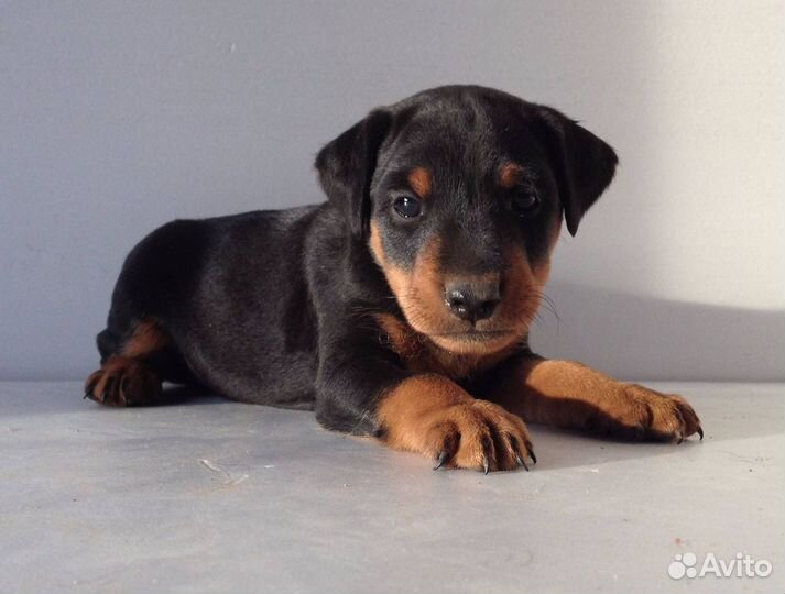 Щенки ягдтерьера