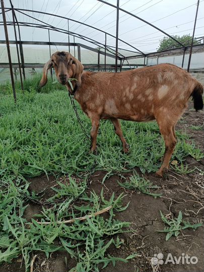 Дойные нубийские козы