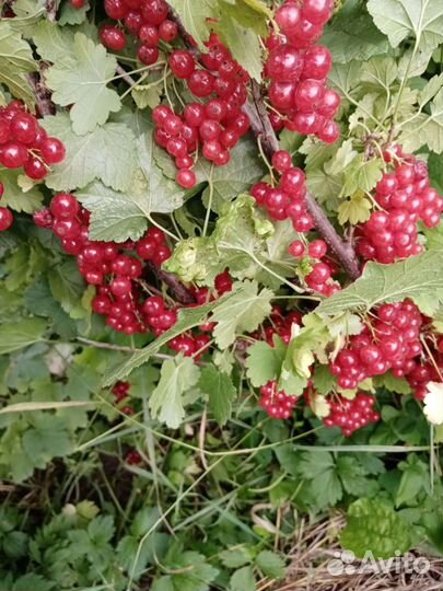 Смородина, бесшипный крыжовник