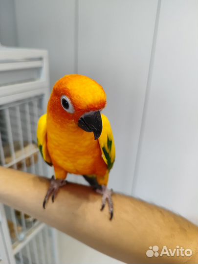 Попугай аратинга (пара)