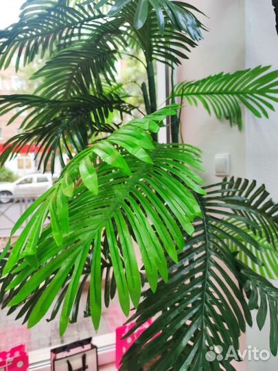 Декоративная пальма