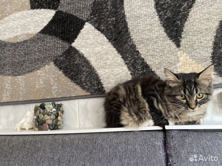 Сибирские котята