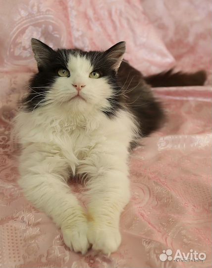 Маркиз в дар