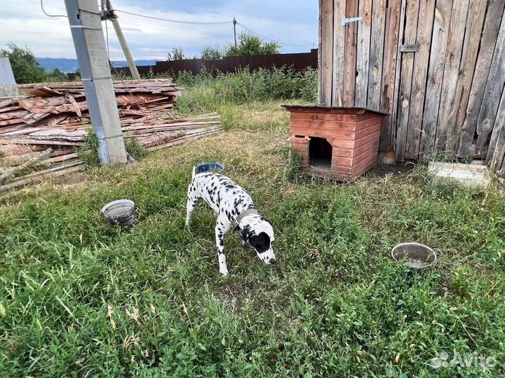 Далматинец в Добрые руки