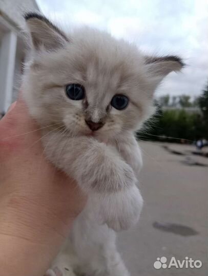 Котята в очень добрые руки