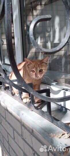 Котята разного окраса -район цирка, возраст 4мес