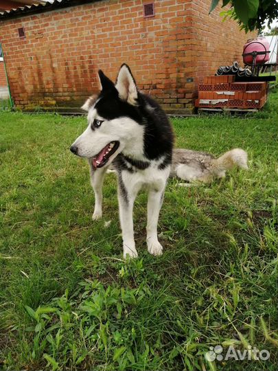 Сибирский хаски