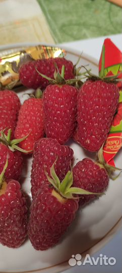 Саженцы ремонтантной малины