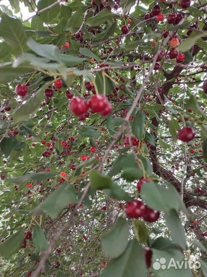 Вишня, красная смородина