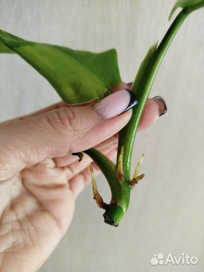 Филодендрон сиам санрайз