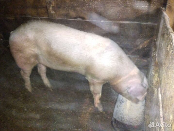 Поросята. Хряк