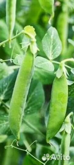 Горох свежий в стручках