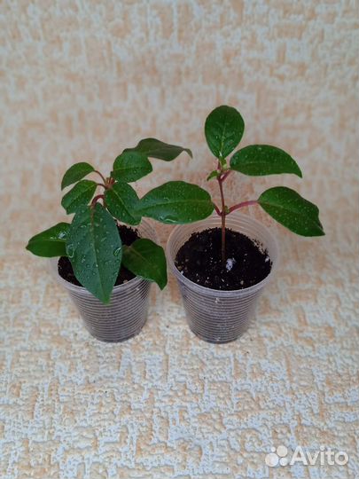 Продам цветы комнатные