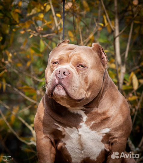 Чемпион авкс Вязка американский булли