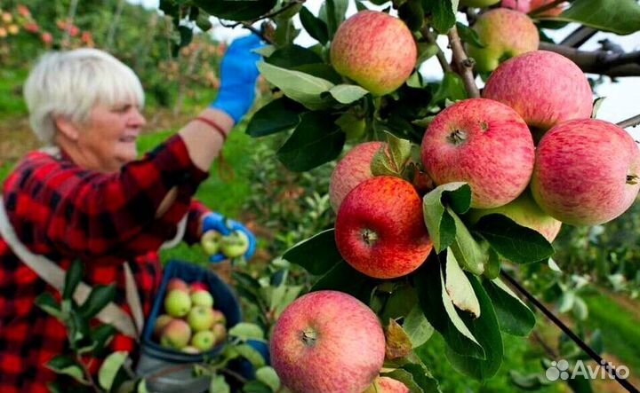 Требуется Сборщик яблок
