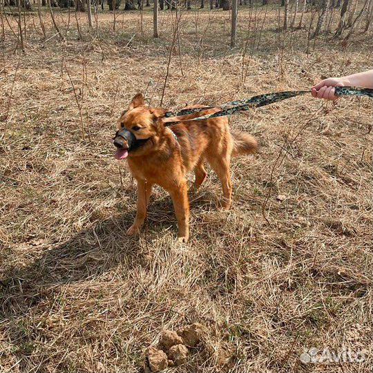 Лисенок ищет дом