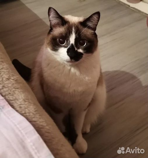 Кошка в дар