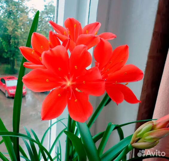 Садовые растения