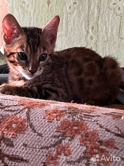 Бенгальский котенок