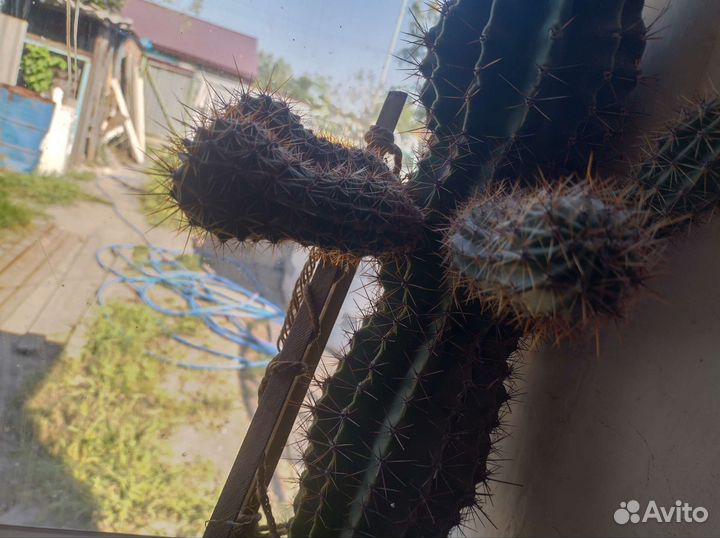 Кактусы детки