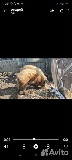 Венгерская мангалица