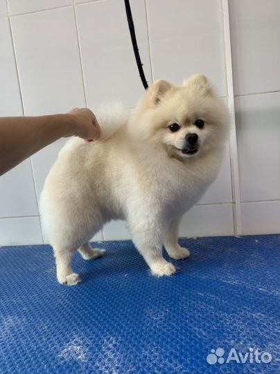 Грумер стрижка собак