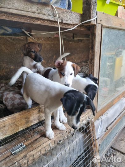 Фокстерьер