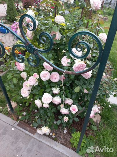 Саженцы плетистых роз