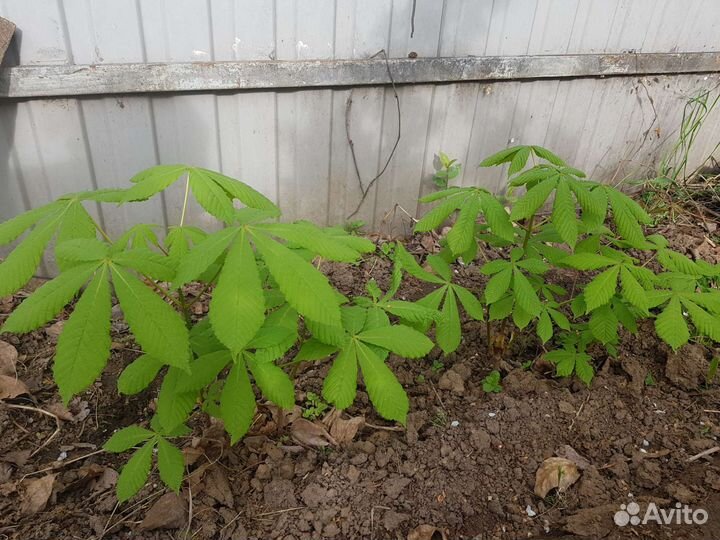 Саженцы каштана