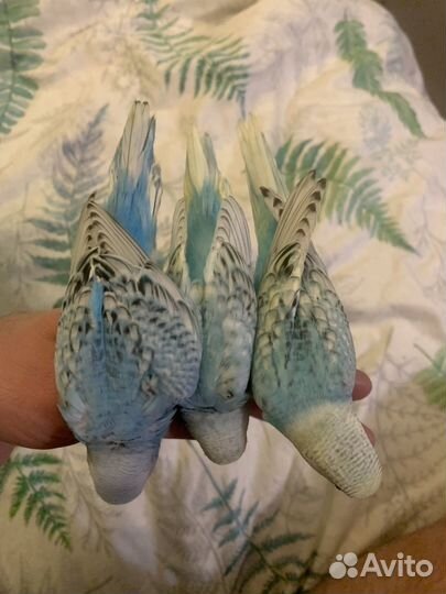 Волнистый попугай