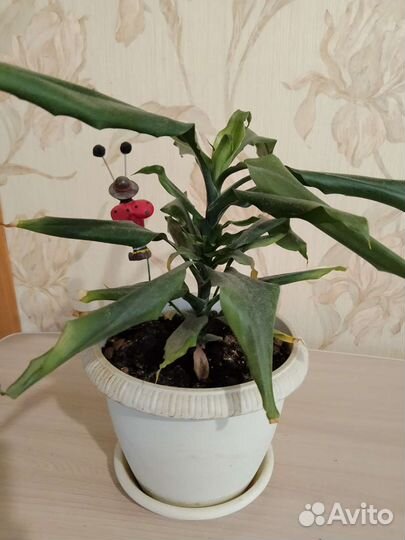 Фикус бенджамина пестролистный