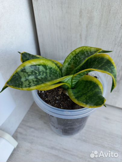 Сансиеверия ханни Цунами