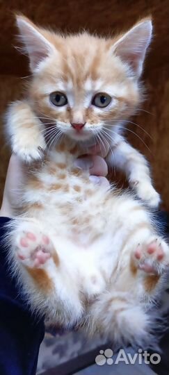 Отдам котенка в добрые руки, ходит на лоток