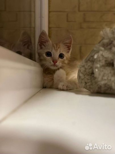 Рыжий котенок в добрые руки