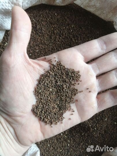 Семена фацелии