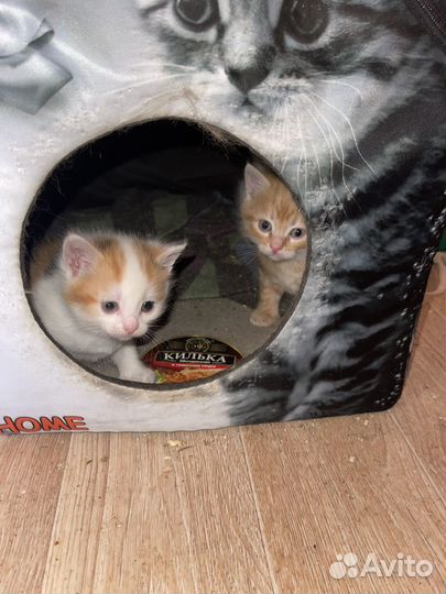 Котята