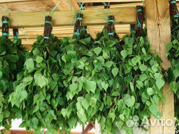 Березовые веники