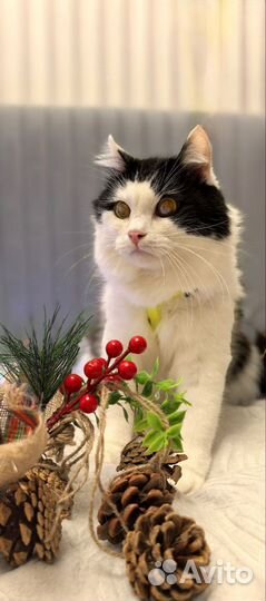 Пушистый пухлик Няшик кот в дар