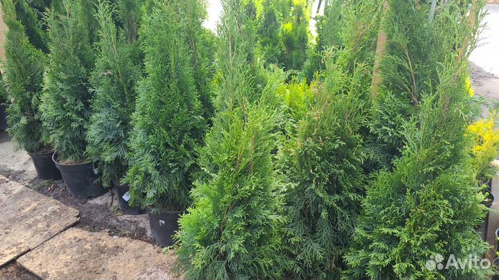 Туя Смарагд