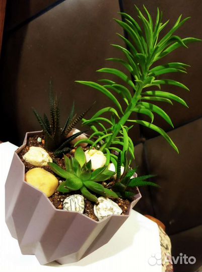 Суккуленты. Мини садик