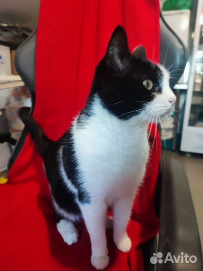 Маруся в дар бесплатно